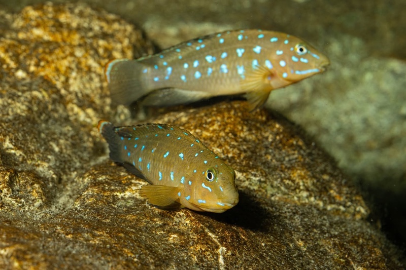 Tanganicodus sp. 'kavalla' Kibige Island
